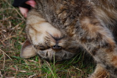猫　不細工？