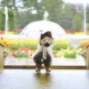 大雨の日に