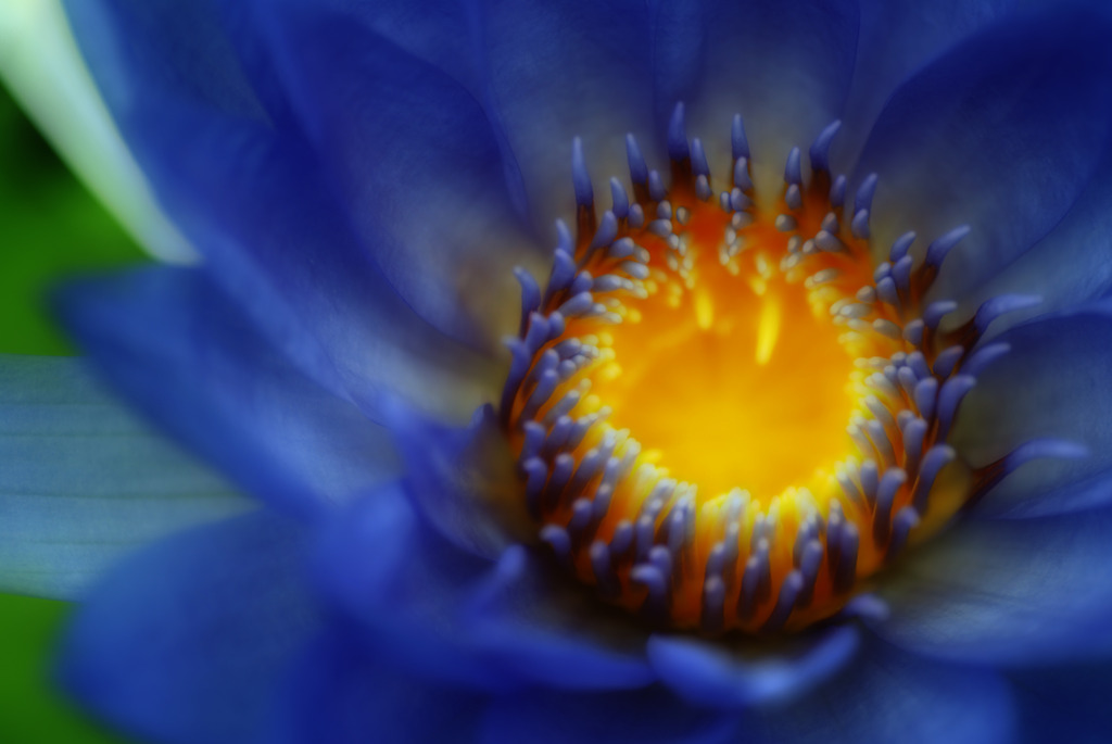 Blue flower