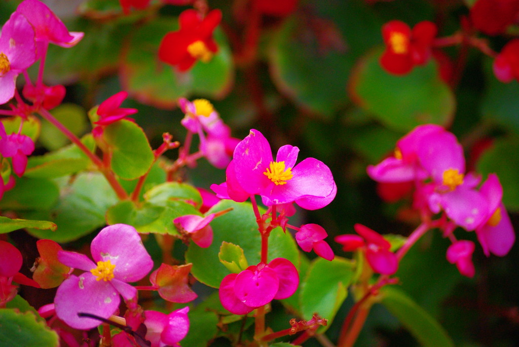 よく見るこの花