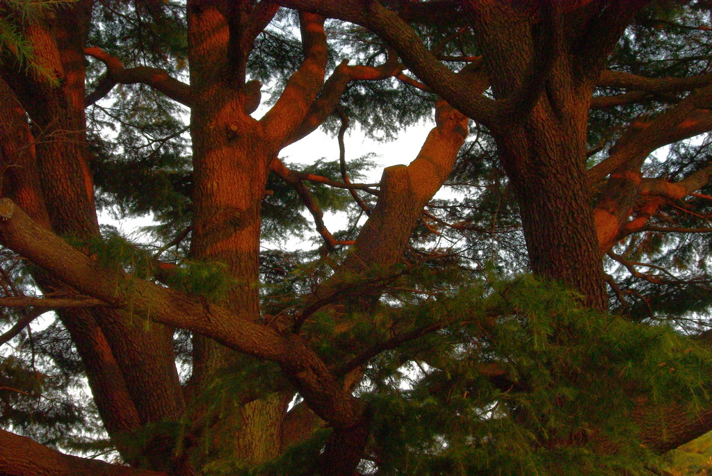 夕方の木々
