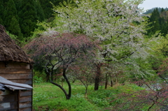 手這坂の桜