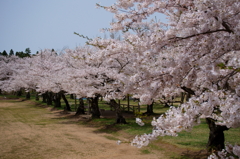 館山近隣公園の桜