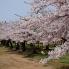 館山近隣公園の桜