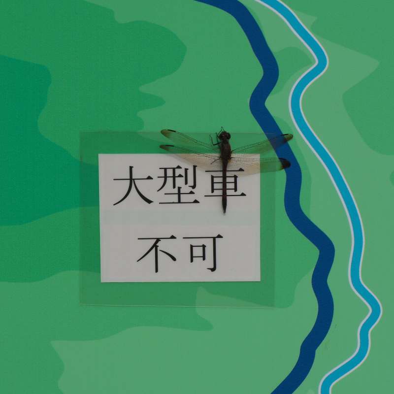 大型亘じゃないよ、車だよ！