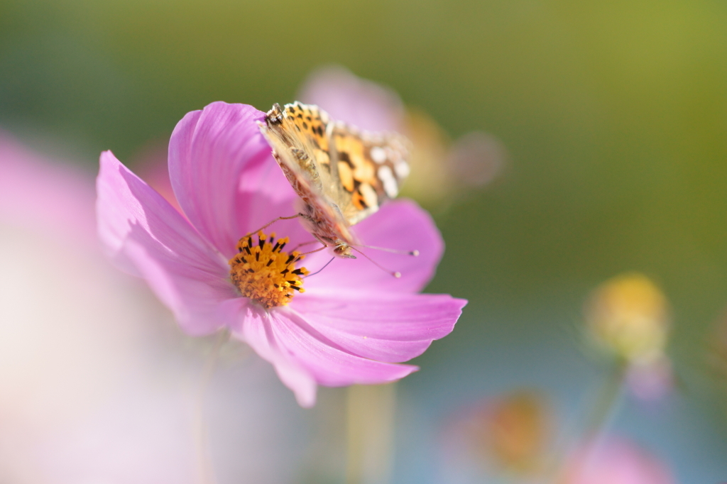 秋桜