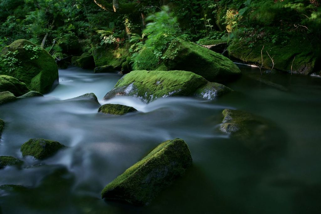朝の清流