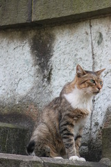 ネコ