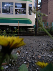 荒川線のタンポポ