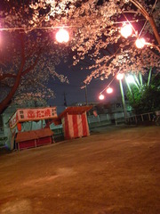 夜桜
