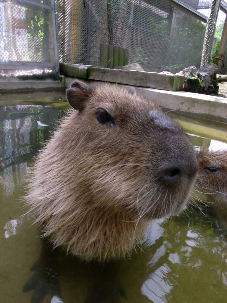 カピバラ