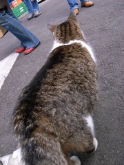 谷中銀座の猫