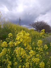 瀬戸川の菜の花