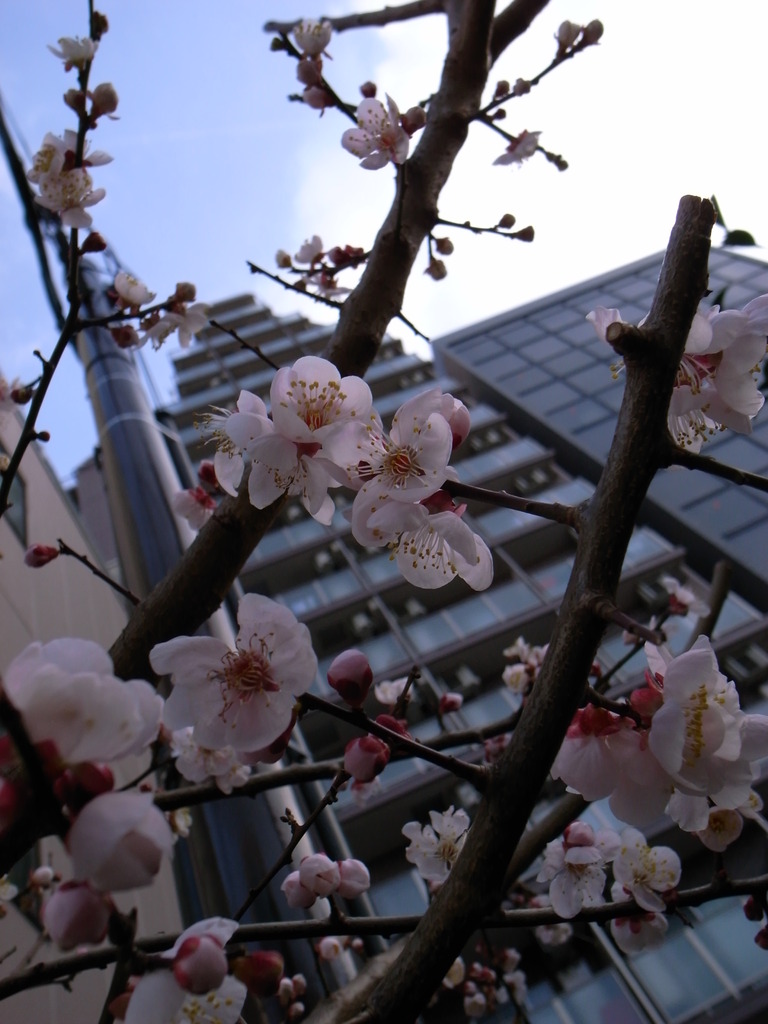 梅の花