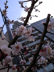 梅の花