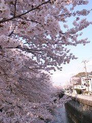 石神井川の桜