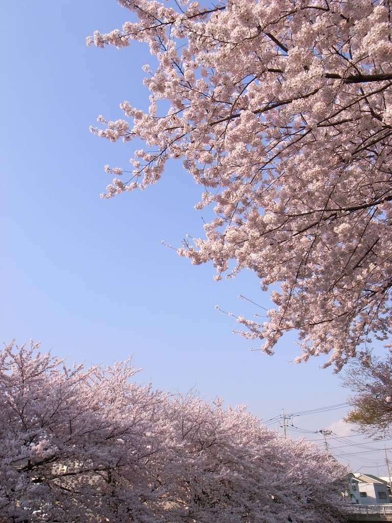 石神井川の桜