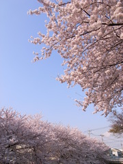石神井川の桜