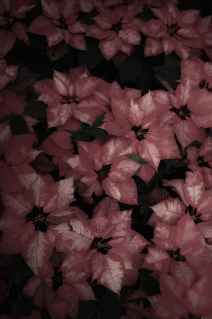 12月