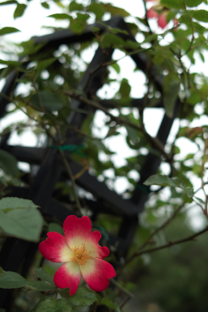 SDIM12195