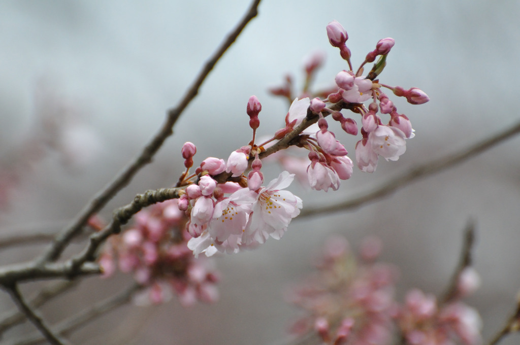 桜