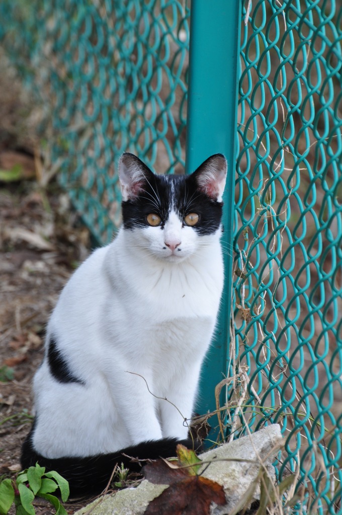 野良猫