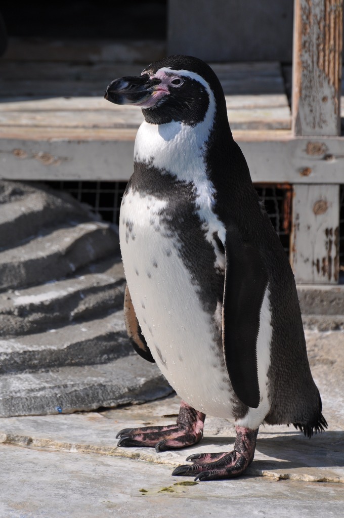 ペンギン