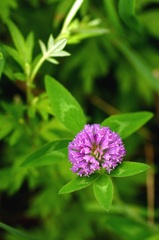 フラワーボール