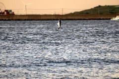 地平線にキス！