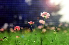 太陽の愛情をたっぷり受ける