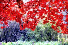 DSC00405_R
