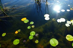 スイレンの華、花がなくてもきれい