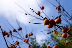 思わず手を伸ばしたくなる