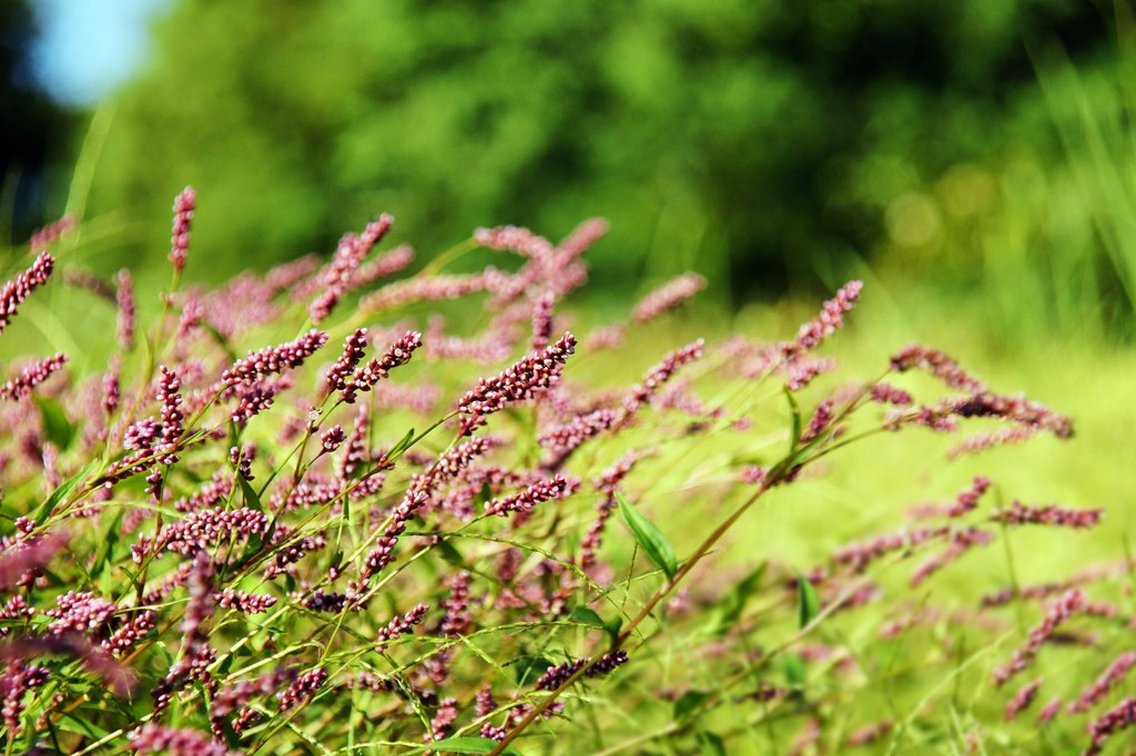 野草ならではの美