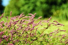 野草ならではの美