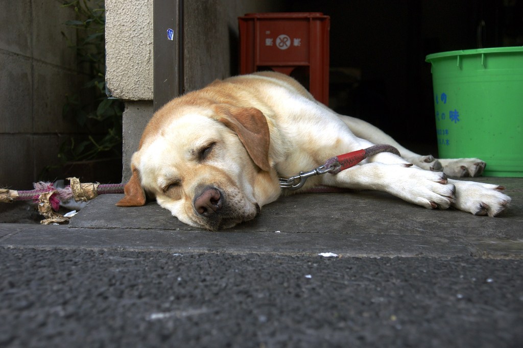 ｚＺZ　ね、眠い～