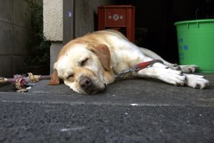 ｚＺZ　ね、眠い～