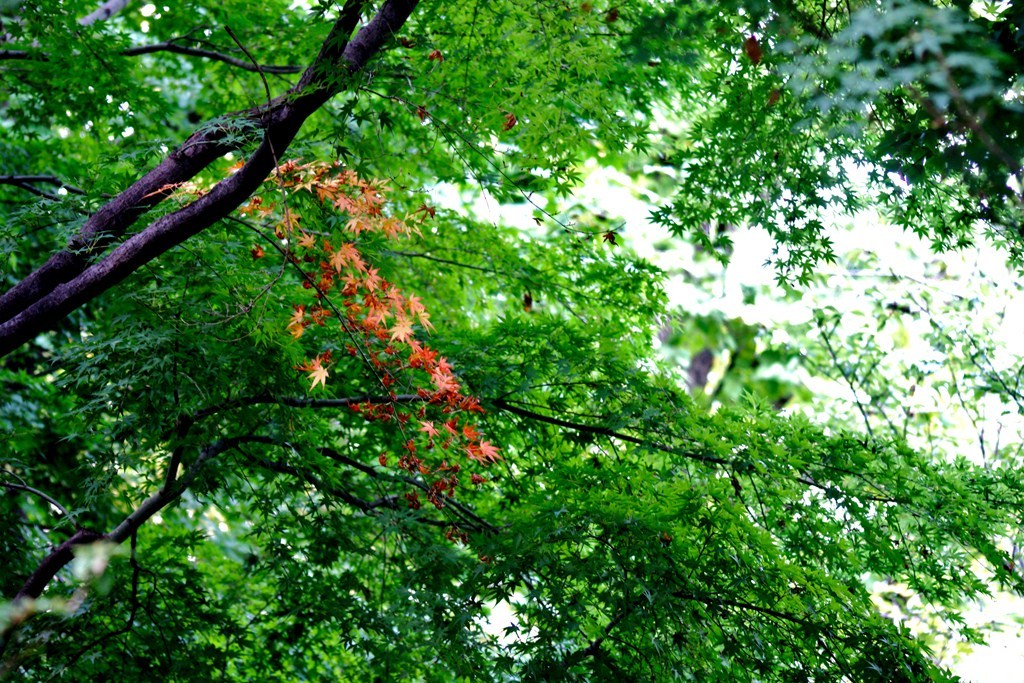 ‘早咲き‘紅葉