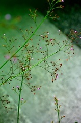 キュートな花たち