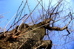 上へ、果てなく