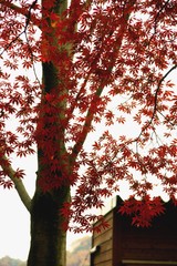 DSC00436_R