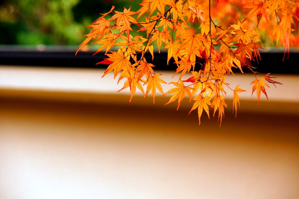 DSC00564_R