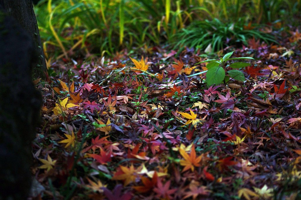 DSC03065_R