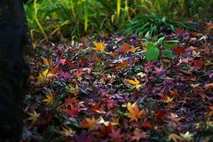 DSC03065_R