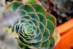 肉厚のフラワー