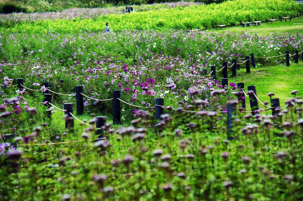 重なり合う花々