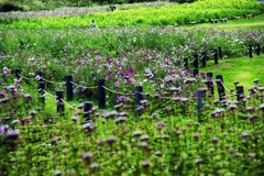 重なり合う花々