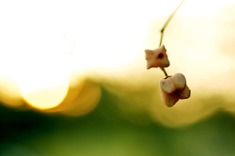 DSC09175_R