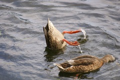 ヨイコラショっと.......