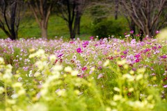 ちょっと顔出し